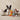 cd2bab8693e82de77e7500d3bf388908